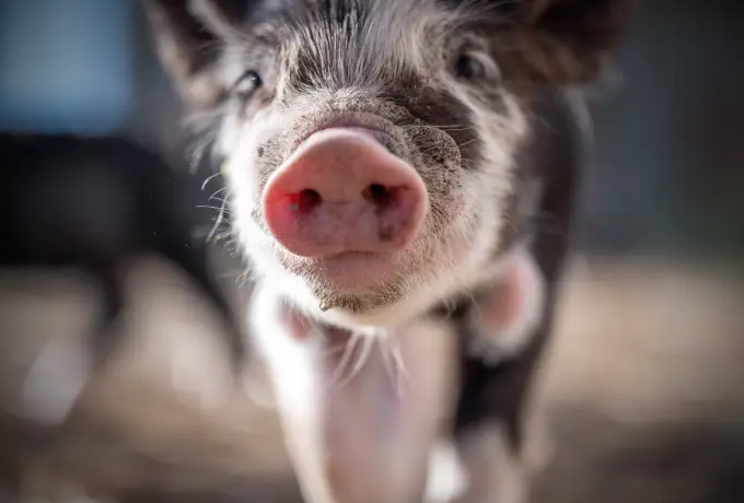 牧原养殖公司最新卖猪动态_牧原公司养猪场视频_牧原养猪挣钱吗