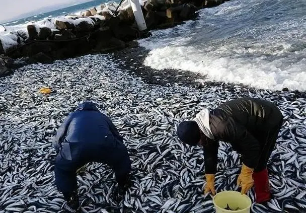 日本核污水养鱼_日本核污水死鱼事件_日本排放核污水鱼变异