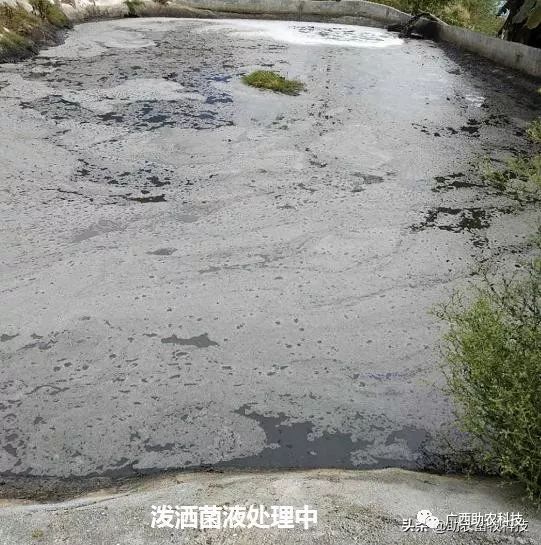 污水养殖牛蛙处理技术规程_牛蛙的养殖污水处理技术_牛蛙养殖污水排放标准