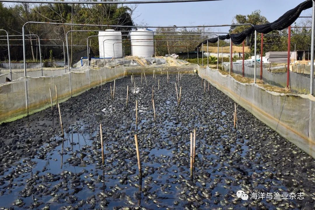 污水养殖牛蛙处理技术规范_牛蛙的养殖污水处理技术_牛蛙养殖污水排放标准