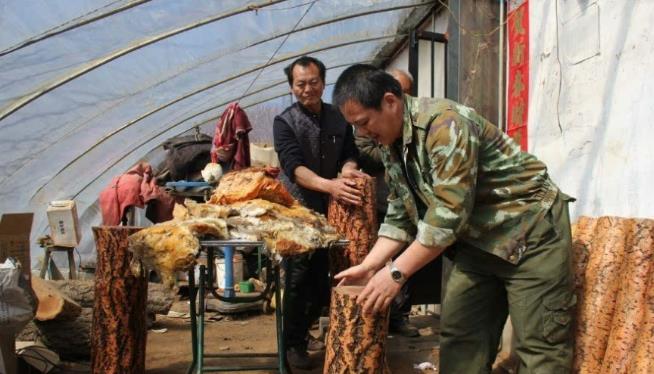 太岁生长环境一般在什么地方_太岁生长的地方和样子_太岁的生长环境