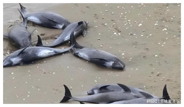 核污染海鲜_海鲜污水处理_海鲜老板看待核污水