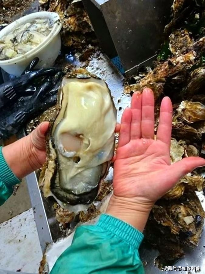 核污水污染海洋_核污水对海洋生物的危害_核污水对海洋的危害