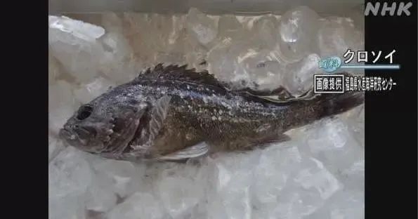 日本排放核污水海螺变异_日本排放核污水变异海洋生物_日本核污水入海变异生物