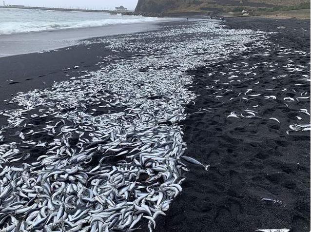 日本牌核污水_日本核污水核查团_日本核污水处理