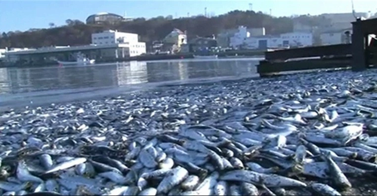 核污染水日本排放_日本排放核污水后怎么办_白鹿对日本排放核污水有什么建议