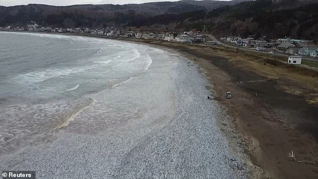 白鹿对日本排放核污水有什么建议_核污染水日本排放_日本排放核污水后怎么办