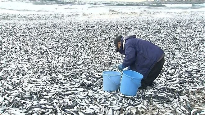 核污染水日本排放_日本排放核污水后怎么办_白鹿对日本排放核污水有什么建议