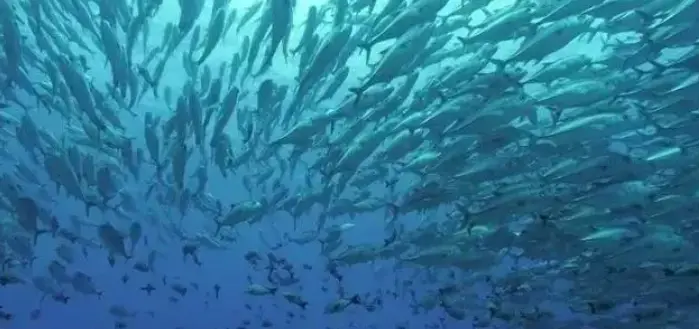 核污水排入海洋会怎样_把核污水排进海里_核污水排大海