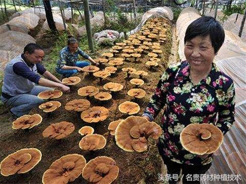 野生灵芝的生长环境_野生灵芝生长环境及条件_野生灵芝生长环境条件