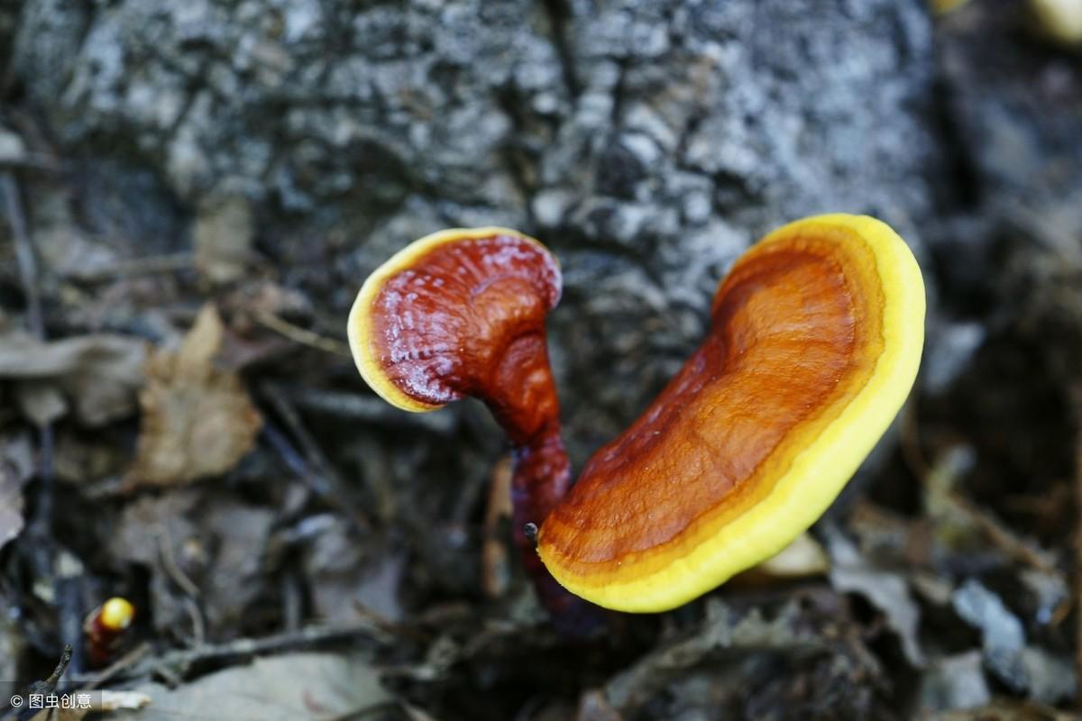 野生灵芝的生长环境_野生灵芝生长环境图片_野生灵芝生长环境条件