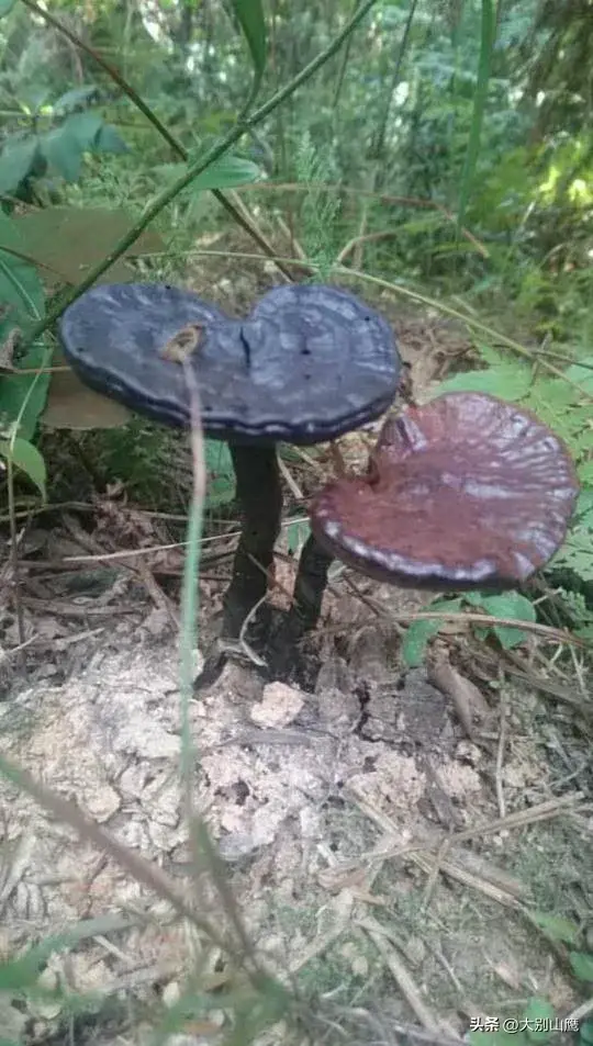 野生灵芝生长环境图片_野生灵芝的生长环境_野生灵芝生长环境条件