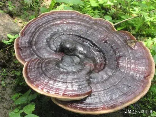 野生灵芝的生长环境_野生灵芝生长环境图片_野生灵芝生长环境条件