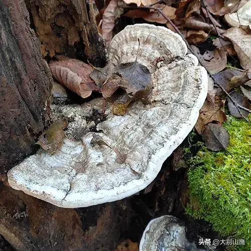 野生灵芝的生长环境_野生灵芝生长环境条件_野生灵芝生长环境图片