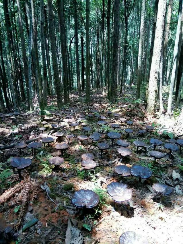 野生灵芝生长环境条件_野生灵芝的生长环境_野生灵芝生长环境海拔