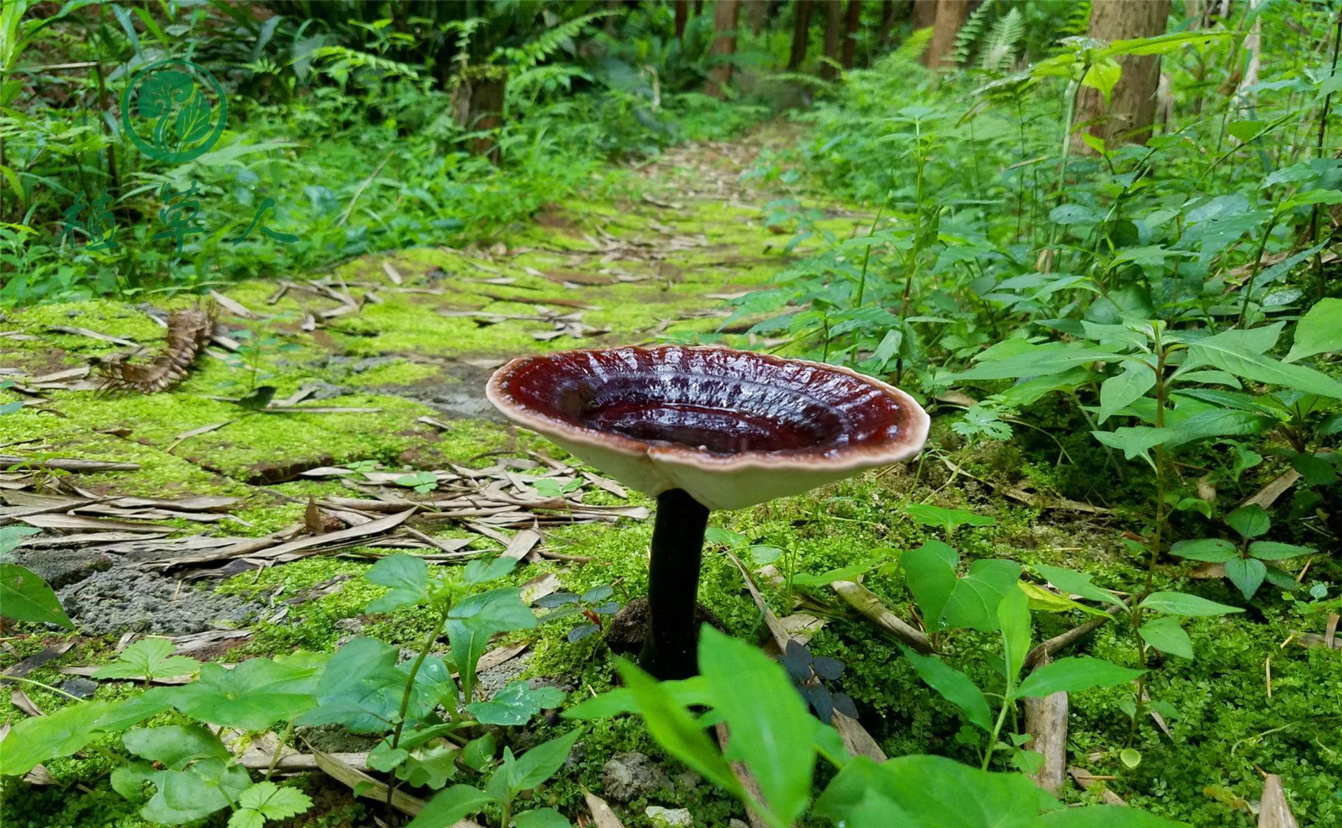 野生灵芝生长环境条件_野生灵芝生长环境海拔_野生灵芝的生长环境