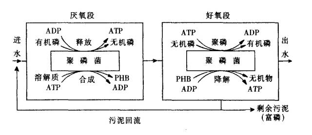 污水磷形态_污水中的磷_磷污水处理概念股