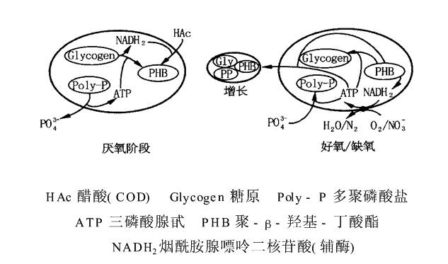 污水中的磷_污水磷形态_磷污水处理概念股