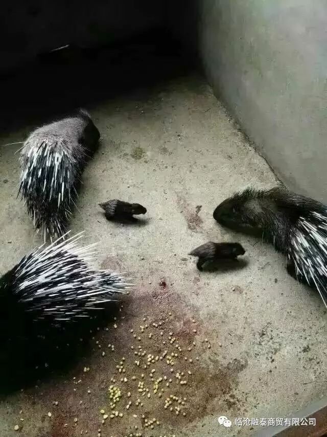 生长环境豪猪图片大全_生长环境豪猪怎么养_豪猪生长环境