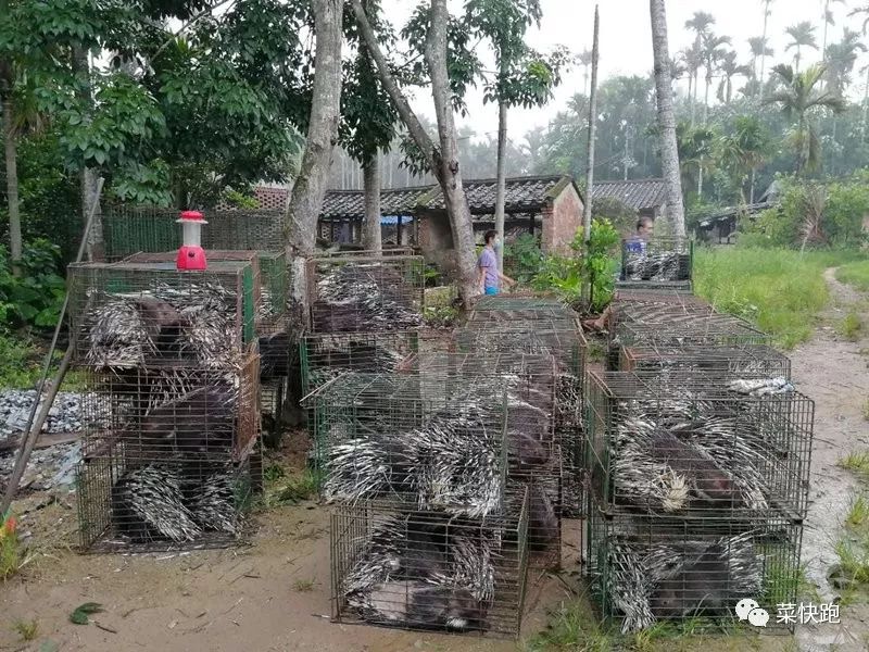 生长环境豪猪图片_生长环境豪猪图片大全_豪猪生长环境