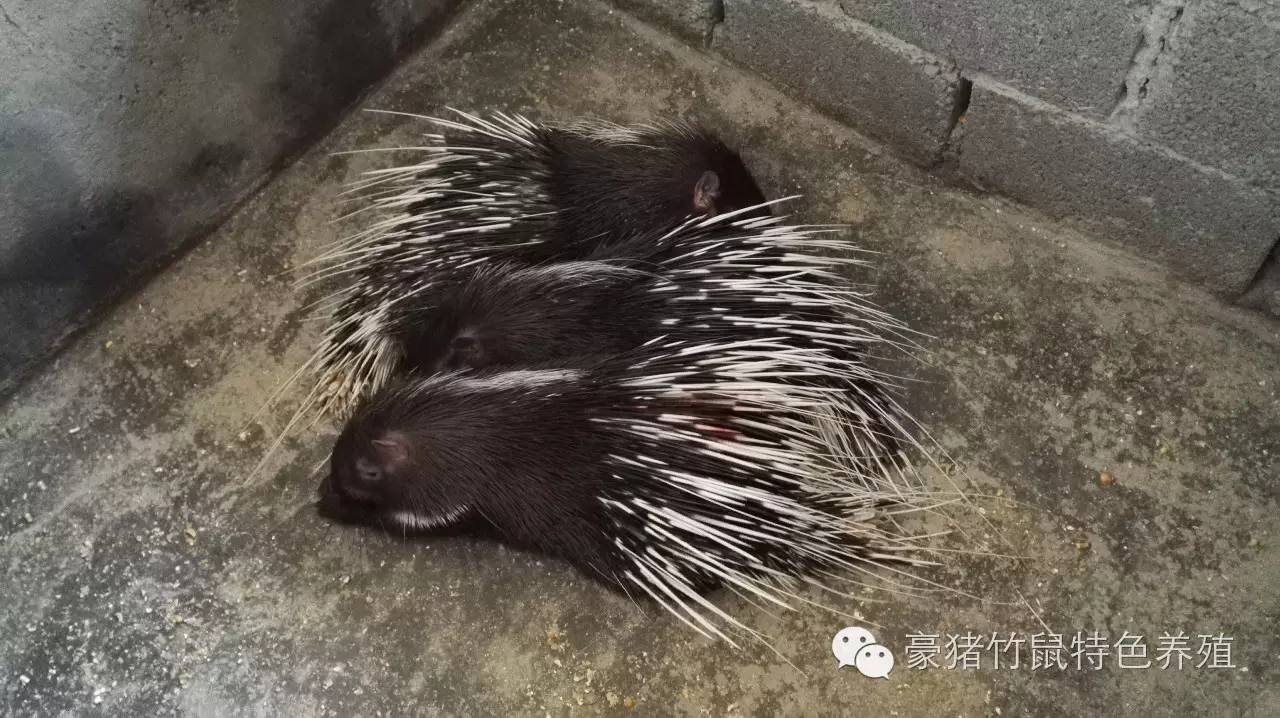 豪猪生长环境_豪猪的生长环境_生长环境豪猪图片