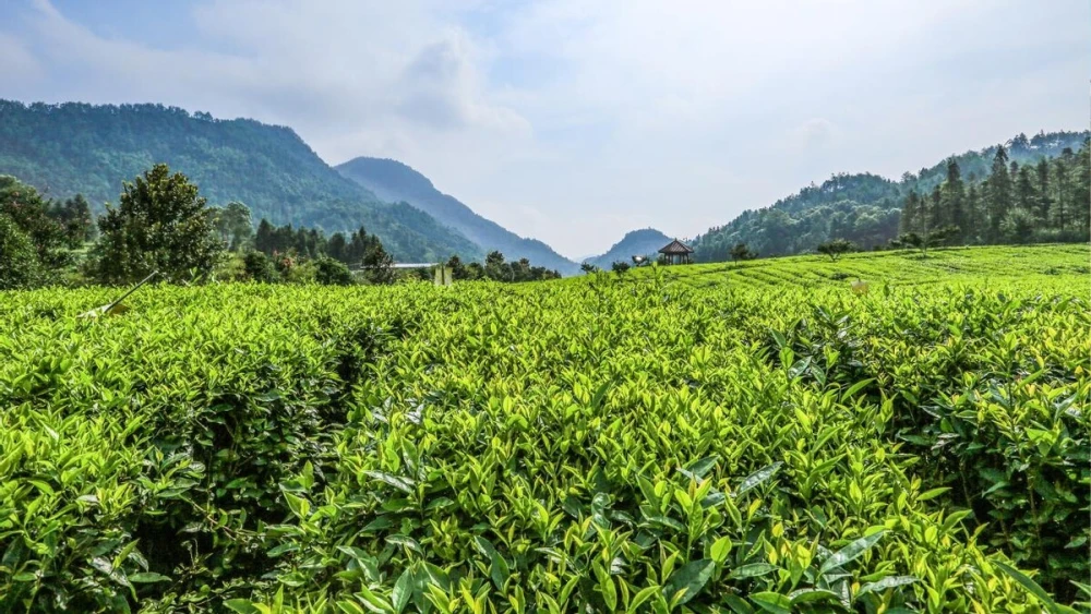 深圳桔钓沙莱华酒店_莱动集团_华莱公司动态