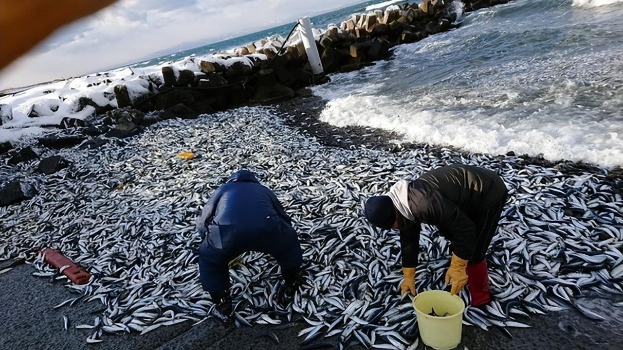 日本排放核污水变异的鱼照片_日本排放核污水变异的鱼照片_日本排放核污水变异的鱼照片