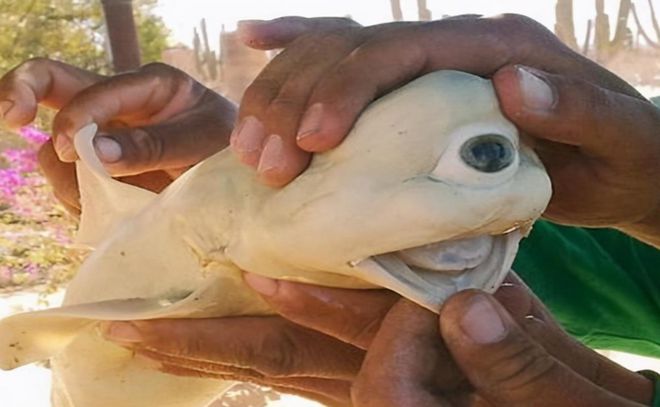 日本核污水变异的鱼_核污水变异生物_日本核污水变异怪物