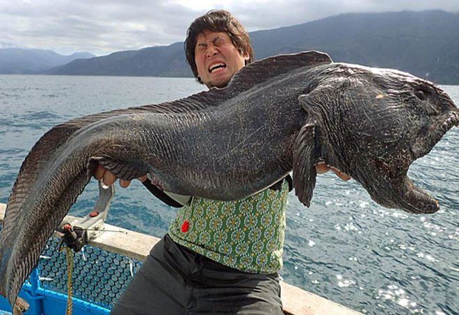 核污水变异生物_日本核污水变异的鱼_日本核污水变异怪物