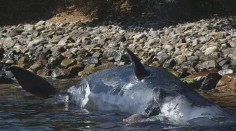 福岛核废水排进大海的影响_福岛核废物排入大海_福岛核废料牌大海的影响