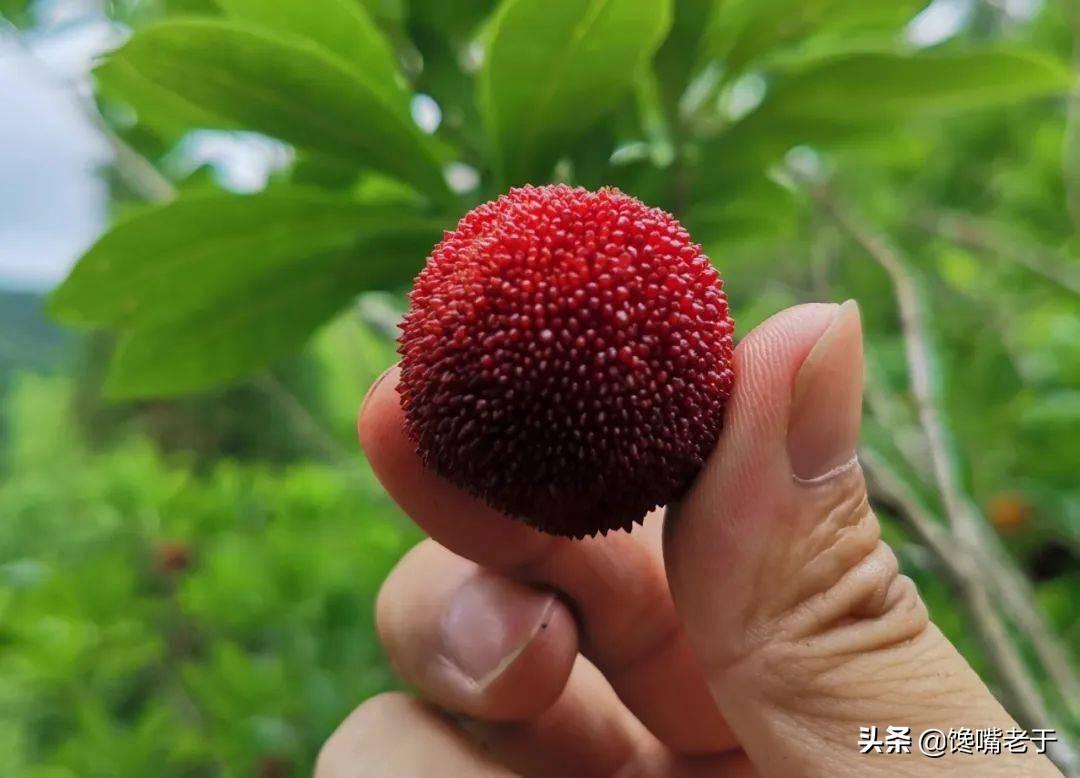 果园污水处理厂_水果加工污水处理工艺_污水果市场