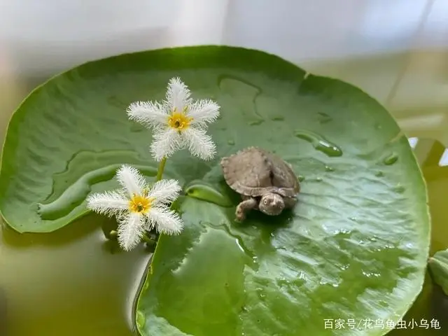 防生态养龟_家庭式仿生态养龟_仿生态养龟环境