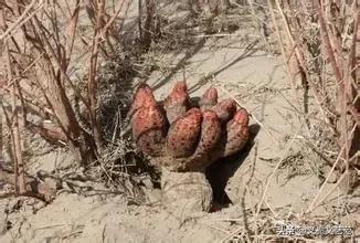 锁阳生长环境有何特点_锁阳的生活环境_锁阳的生长环境