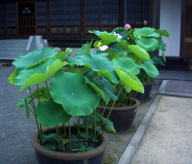 荷花环境生活特点_荷花生活环境_荷花的生活环境和主要特征描述