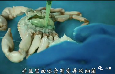 核污水变异生物帅气图_核污水变异生物帅气图_核污水变异生物帅气图