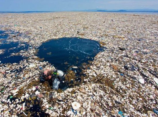 核污水致海豚死亡_海豚吸食河豚毒素_日本决定将福岛核污水排入大海