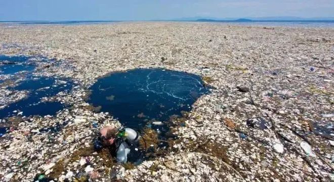 海豚吸食河豚毒素_日本决定将福岛核污水排入大海_核污水致海豚死亡