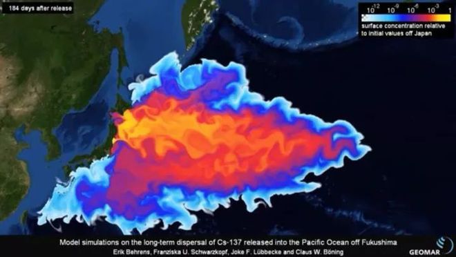 核污水致海豚死亡_日本决定将福岛核污水排入大海_海豚吸食河豚毒素