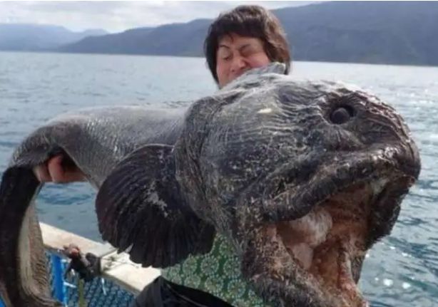 海豚吸食河豚毒素_核污水致海豚死亡_日本决定将福岛核污水排入大海