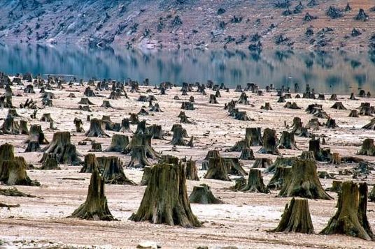 核污水致海豚死亡_日本决定将福岛核污水排入大海_海豚吸食河豚毒素