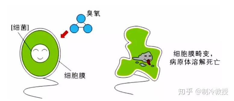 猕猴桃生长气候条件_猕猴桃的生长环境_生长猕猴桃环境条件