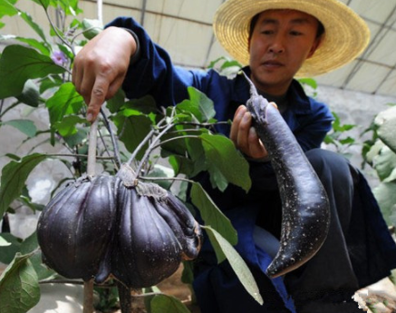 核变异生物_核废料导致变异_世界核废料变异生存