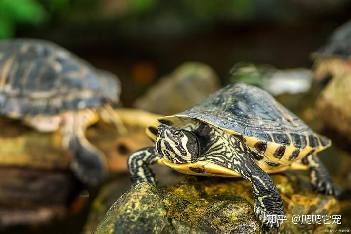 饲养龟巴西环境怎么样_巴西龟饲养环境_饲养龟巴西环境好吗