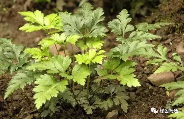 山楂种植环境条件_山楂种植环境图片_山楂种植环境