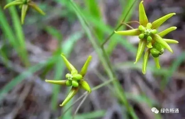 山楂种植环境图片_山楂种植环境条件_山楂种植环境