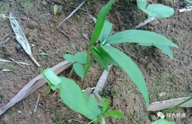 山楂种植环境条件_山楂种植环境_山楂种植环境图片