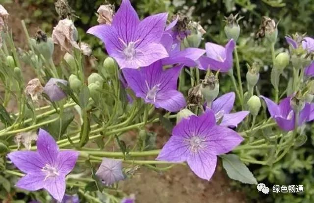 山楂种植环境条件_山楂种植环境图片_山楂种植环境