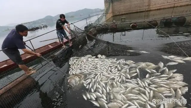 日本排放核污水后的鱼死亡_日本排放核污水鱼变异_日本核污水鱼还能吃吗