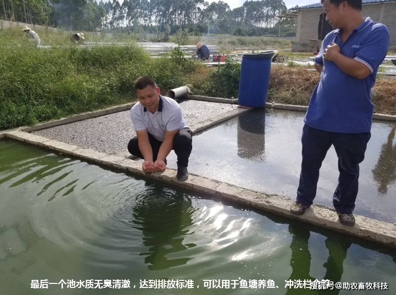 鸡场粪便污水_畜禽粪便污水处理_污水粪便鸡场怎么处理