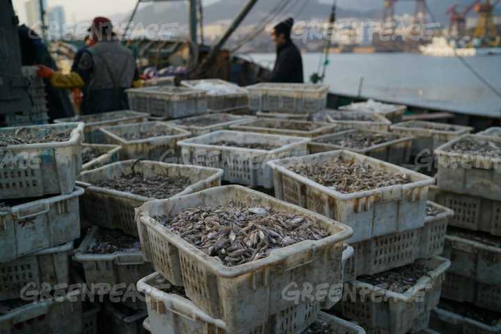 未来吃掉核废料的鱼_吃了核废料的鲸鱼_核废料吃一口